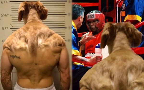 근육질 강아지 사진 한 장으로 네티즌이 만들어낸 짤 SNS화제